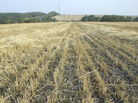 Russian wheat Russian wheat